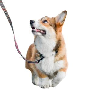 Ofereço Serviço Dog Walker